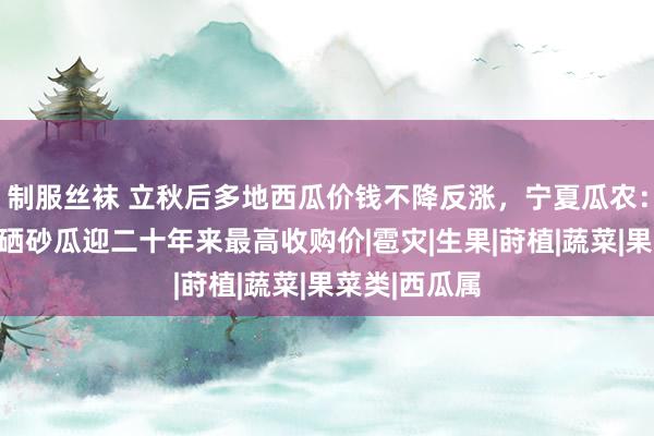 制服丝袜 立秋后多地西瓜价钱不降反涨，宁夏瓜农：量少价高，硒砂瓜迎二十年来最高收购价|雹灾|生果|莳植|蔬菜|果菜类|西瓜属